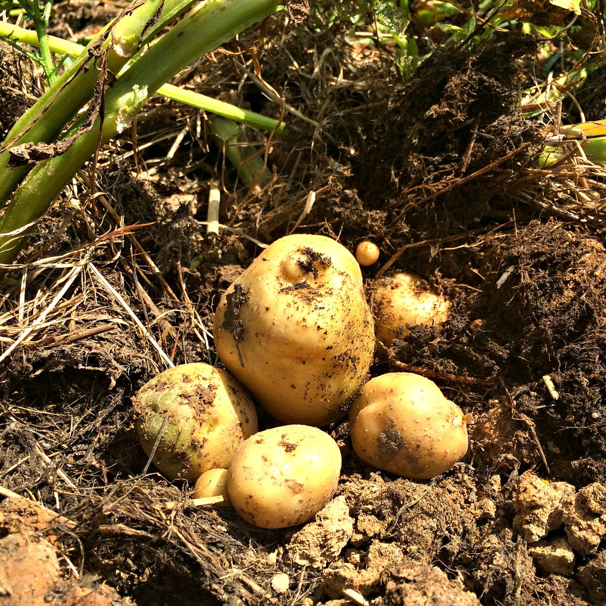 Brown Potato Vegetable Seeds for Easy Planting, Premium Seeds seed packet for home gardening