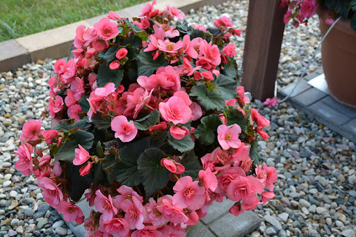 Light Pink Begonia Flowers in Pots