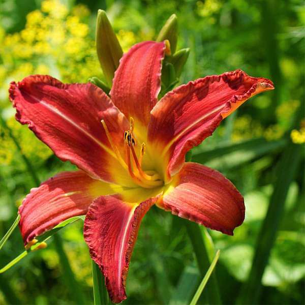 Mixed Colors Daylily Flowers in Pots
