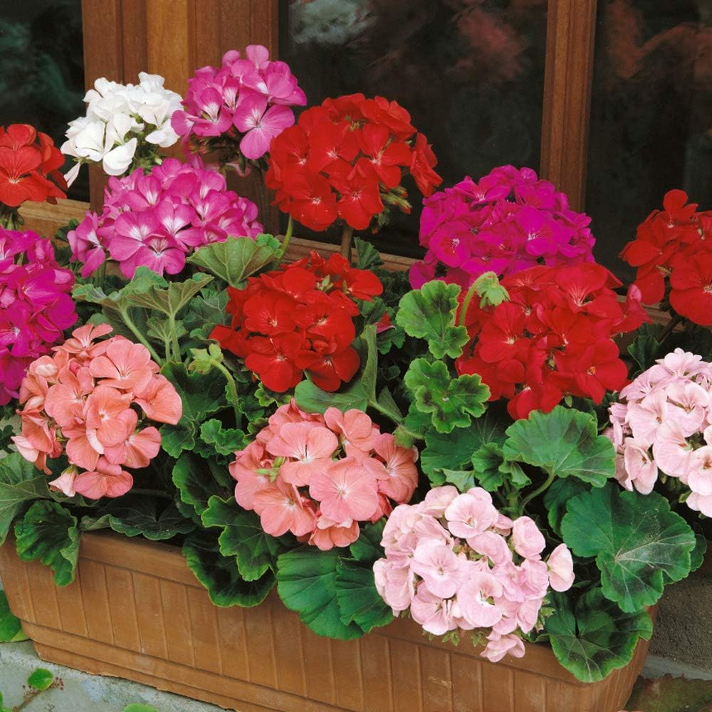 Mixed Geranium Flowers in Pots