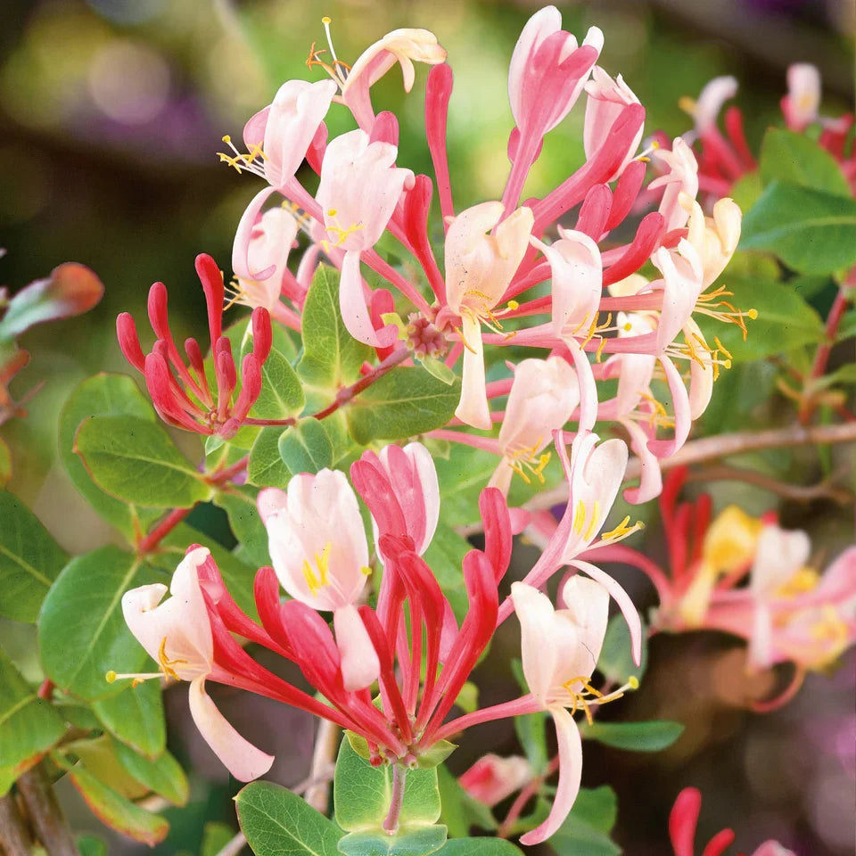 Mixed Honeysuckle Flowers in Pots