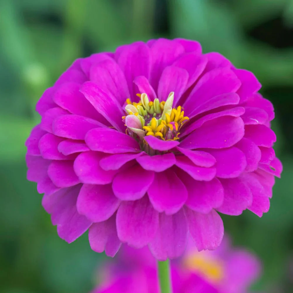 Red Purple Zinnia Flowers in Pots