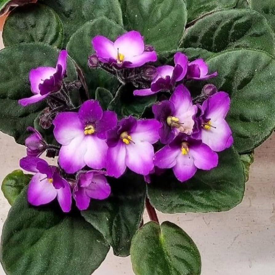 Saintpaulia White Violet Flowers in Pots