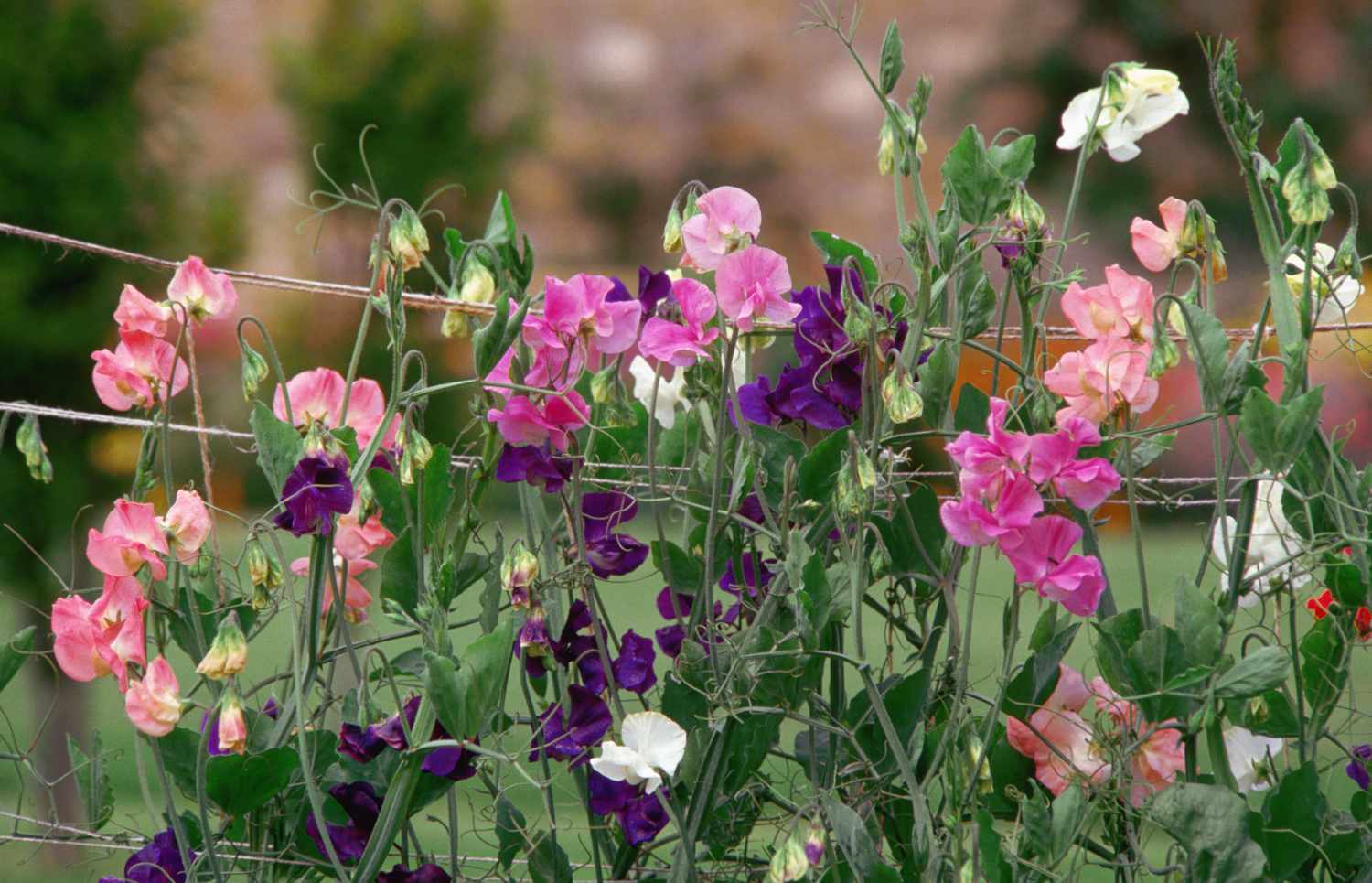 White Sweet Pea Flowers in Pots