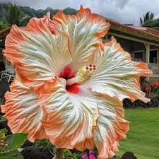 Potted Brown Orange Hibiscus Flower Plant