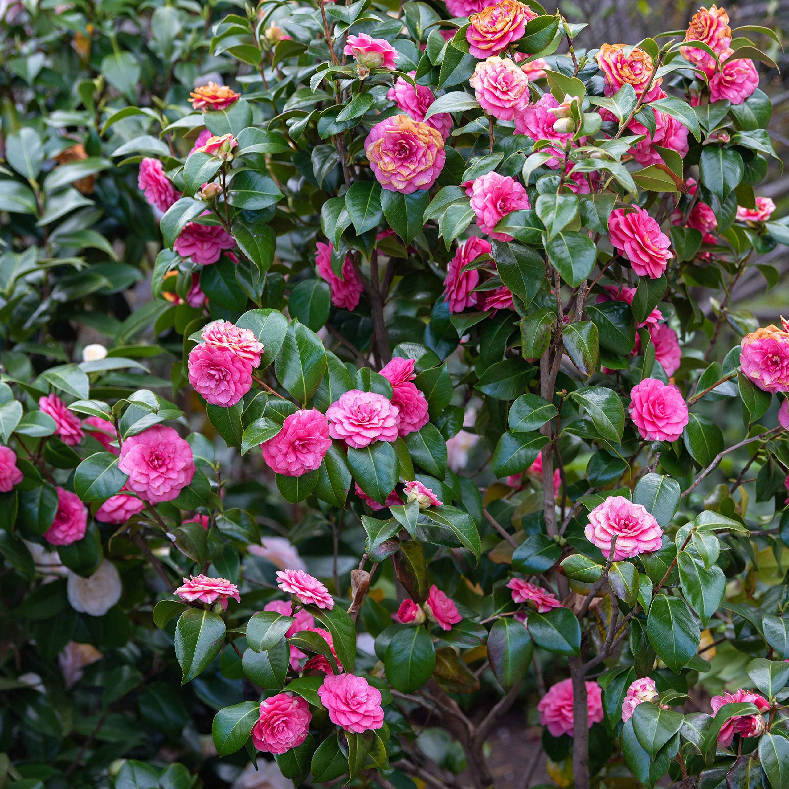 Camellia Plants Growing in Pots
