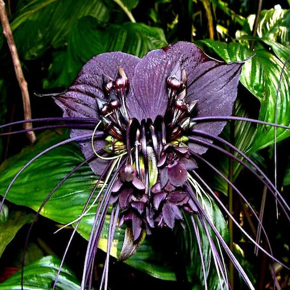 Tiger Orchid Plants Growing in Pots