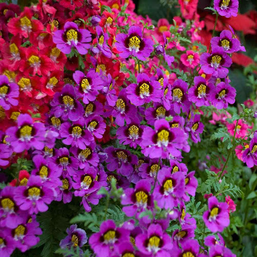 Mixed Butterfly Orchids Flower seeds blooming in flower beds, containers, borders, and pollinator-friendly gardens