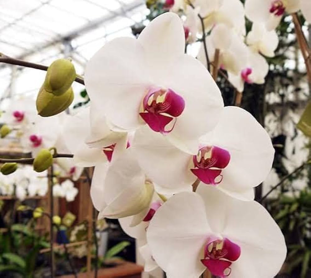 White Butterfly Orchids in Pots