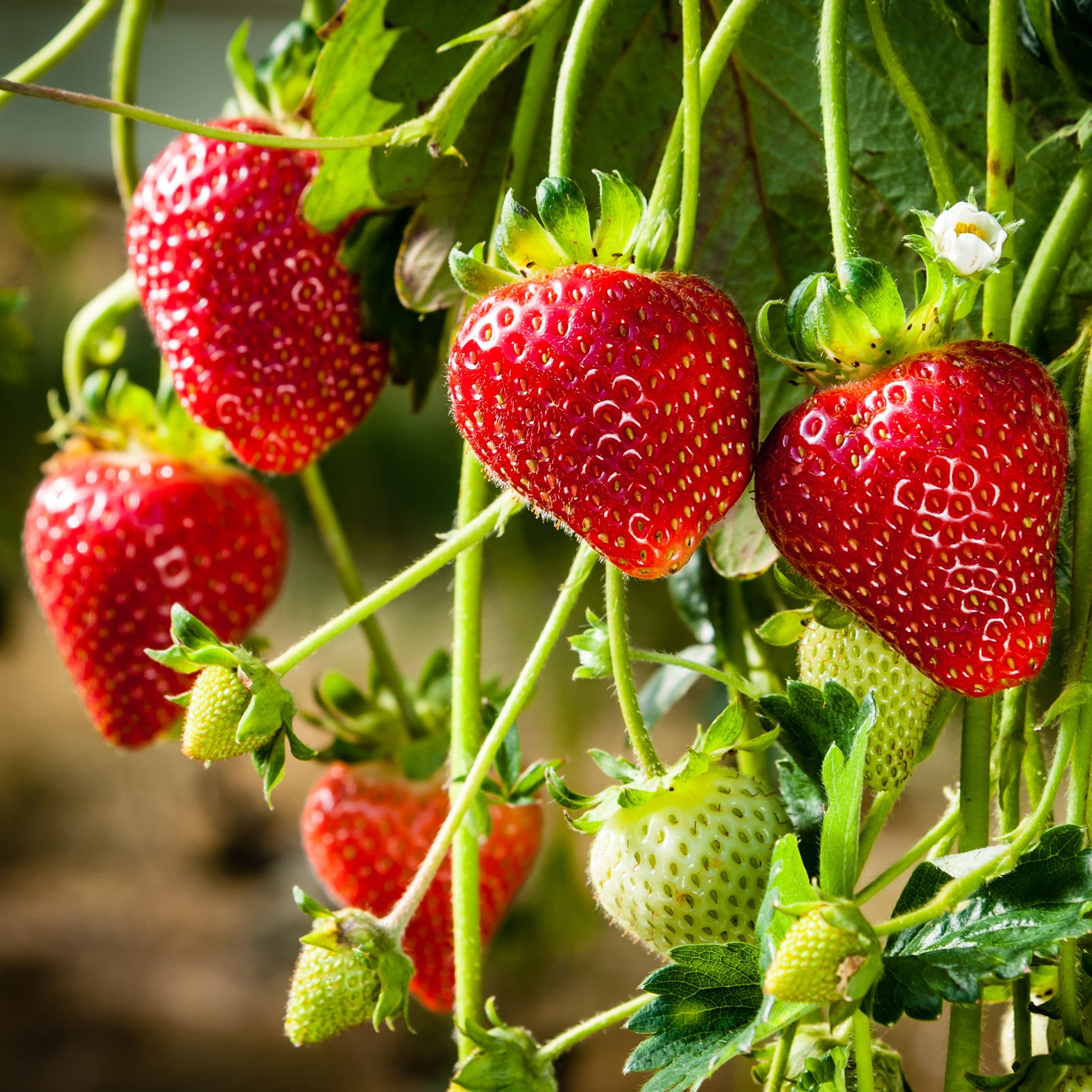 Giant Strawberry Seeds Fragaria × ananassa for Planting in Home Garden and Balcony Pots