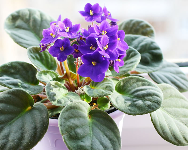 African Violet Flower seeds for Planting - Garden Favorite, Heirloom & GMO Free Seeds for Home Garden