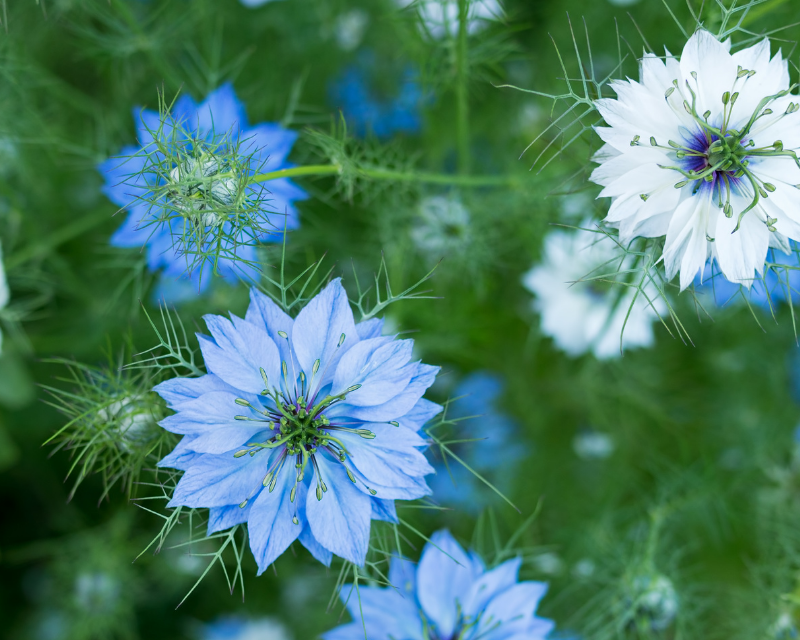 Mixed Nigella Damascena Seeds Easy to Grow Flower Seeds