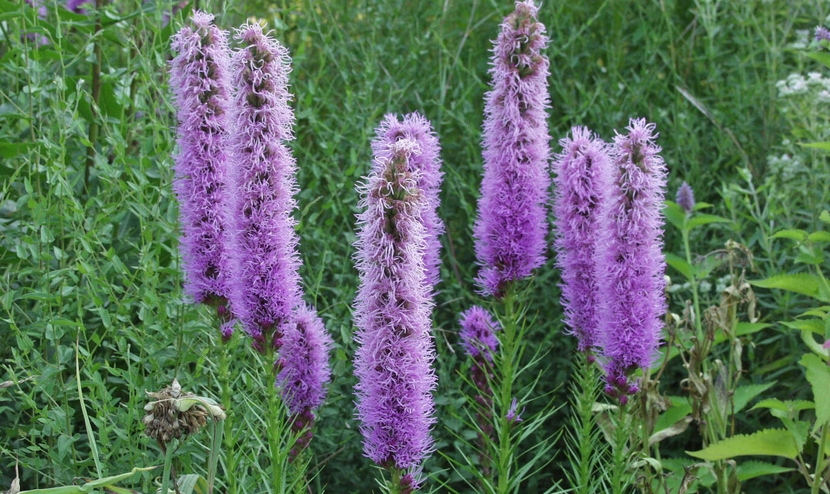 Prachtscharte Flower seeds blooming in flower beds, containers, borders, and pollinator-friendly gardens
