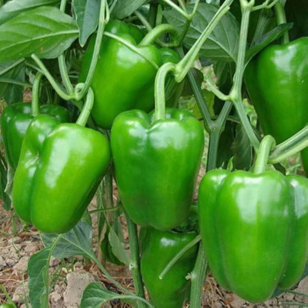 Premium Green Crispum garden seeds for home planting