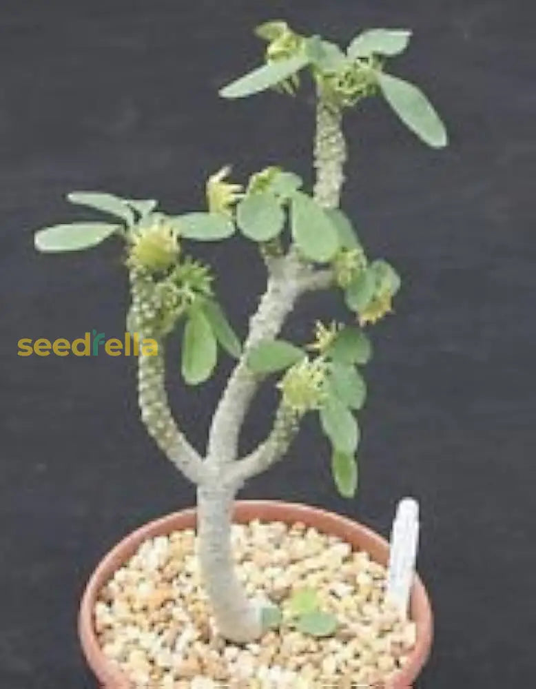 Premium Green Dorstenia Lavrano Plant Seeds Perfect For Indoor & Outdoor Planting Seeds