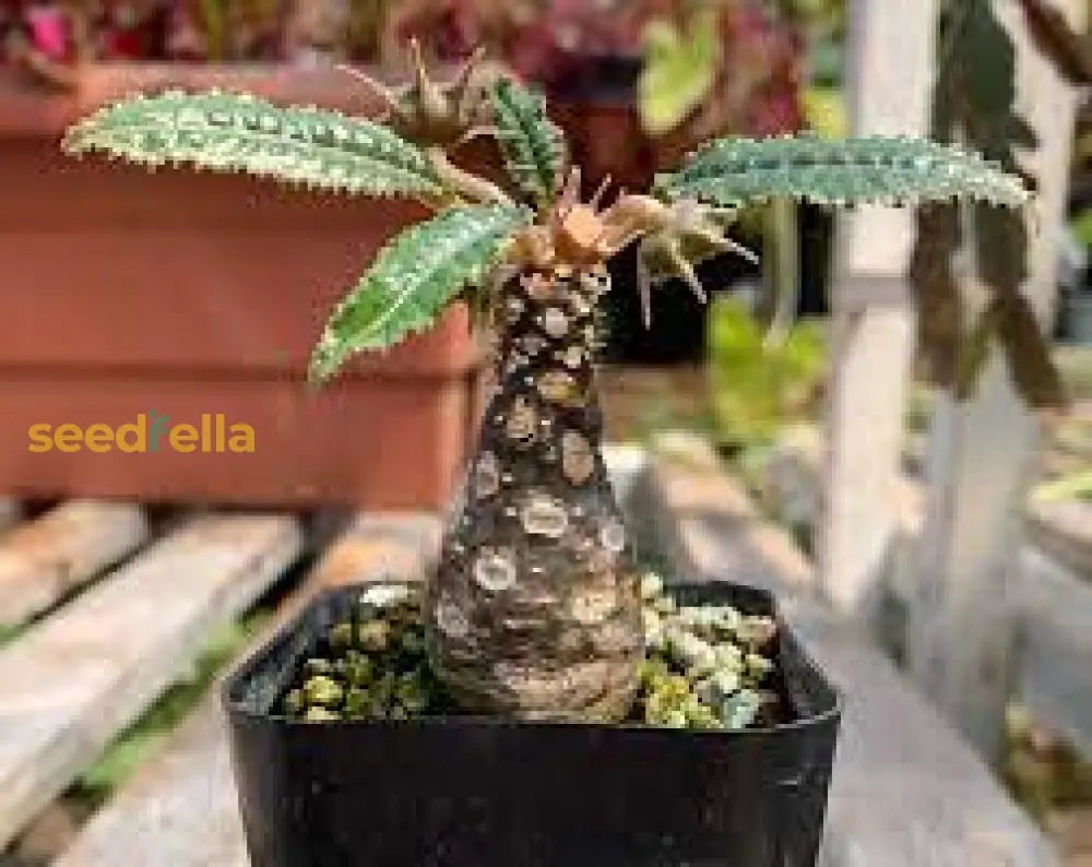 Premium Green Dorstenia Lavrano Plant Seeds Perfect For Indoor & Outdoor Planting Seeds