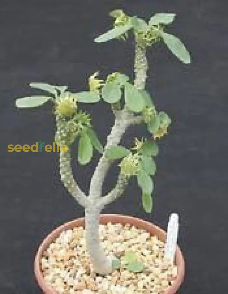Premium Green Dorstenia Lavrano Plant Seeds Perfect For Indoor & Outdoor Planting Seeds