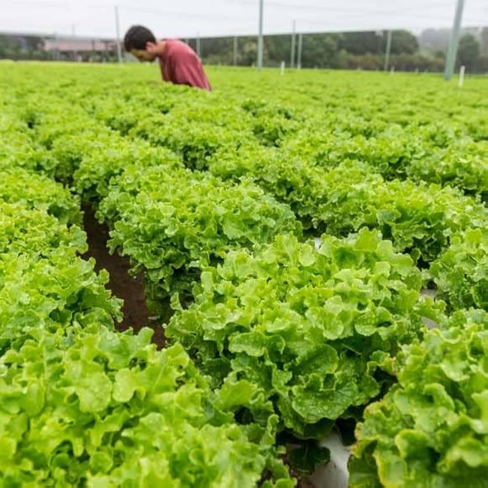 Premium Green Salad seeds for easy planting