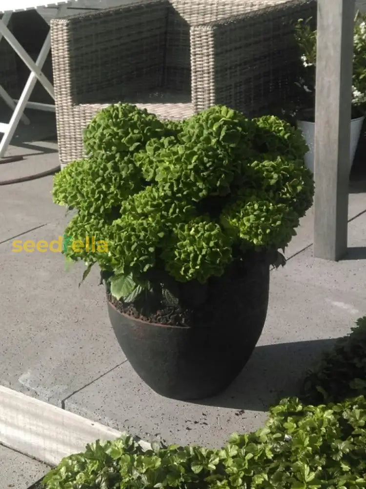 Premium Hydrangea Seeds Dark Green Flowers For Your Garden Plant Seed