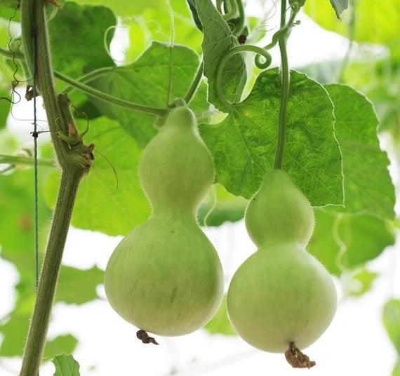 Premium Lagenaria seeds for home vegetable gardens