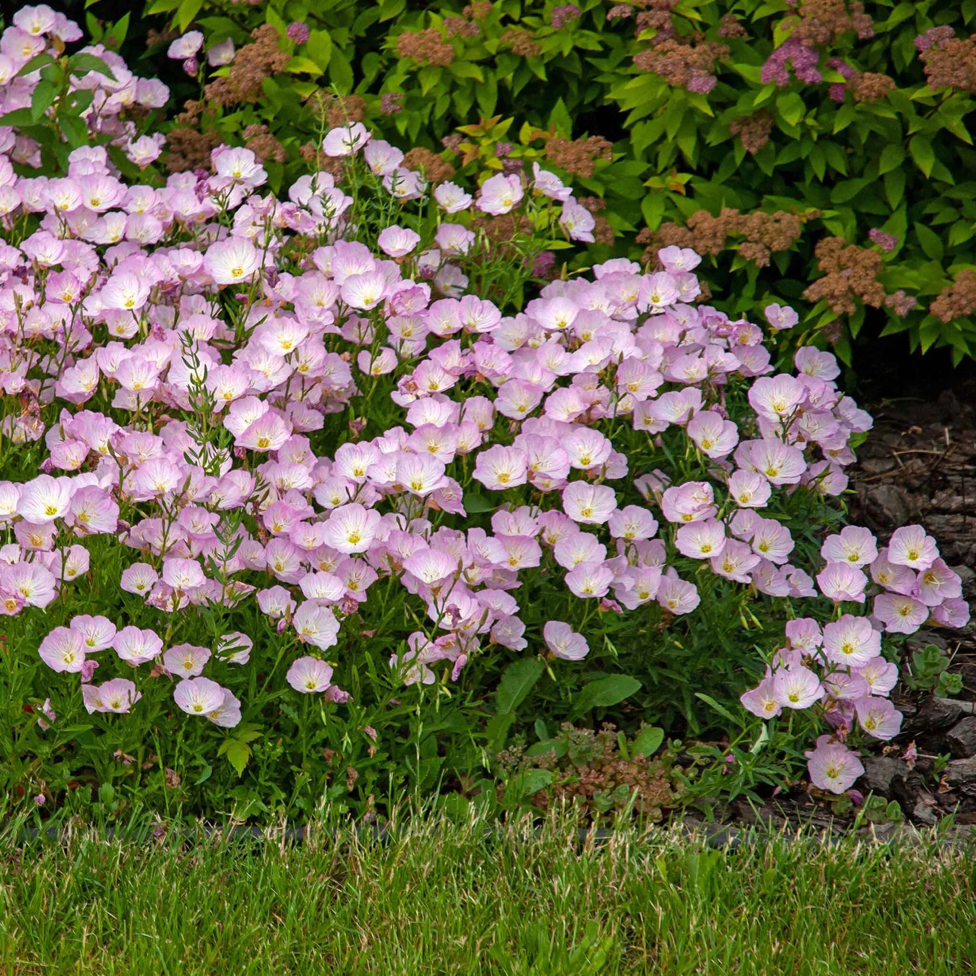 Purple Primrose Flower seeds for Planting - Sun Loving, Heirloom & GMO Free Seeds for Home Garden