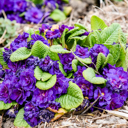 Red Purple Primrose Flower Seeds for Planting Seeds for Vibrant Garden Blooms, Perfect for Adding Colorful Charm