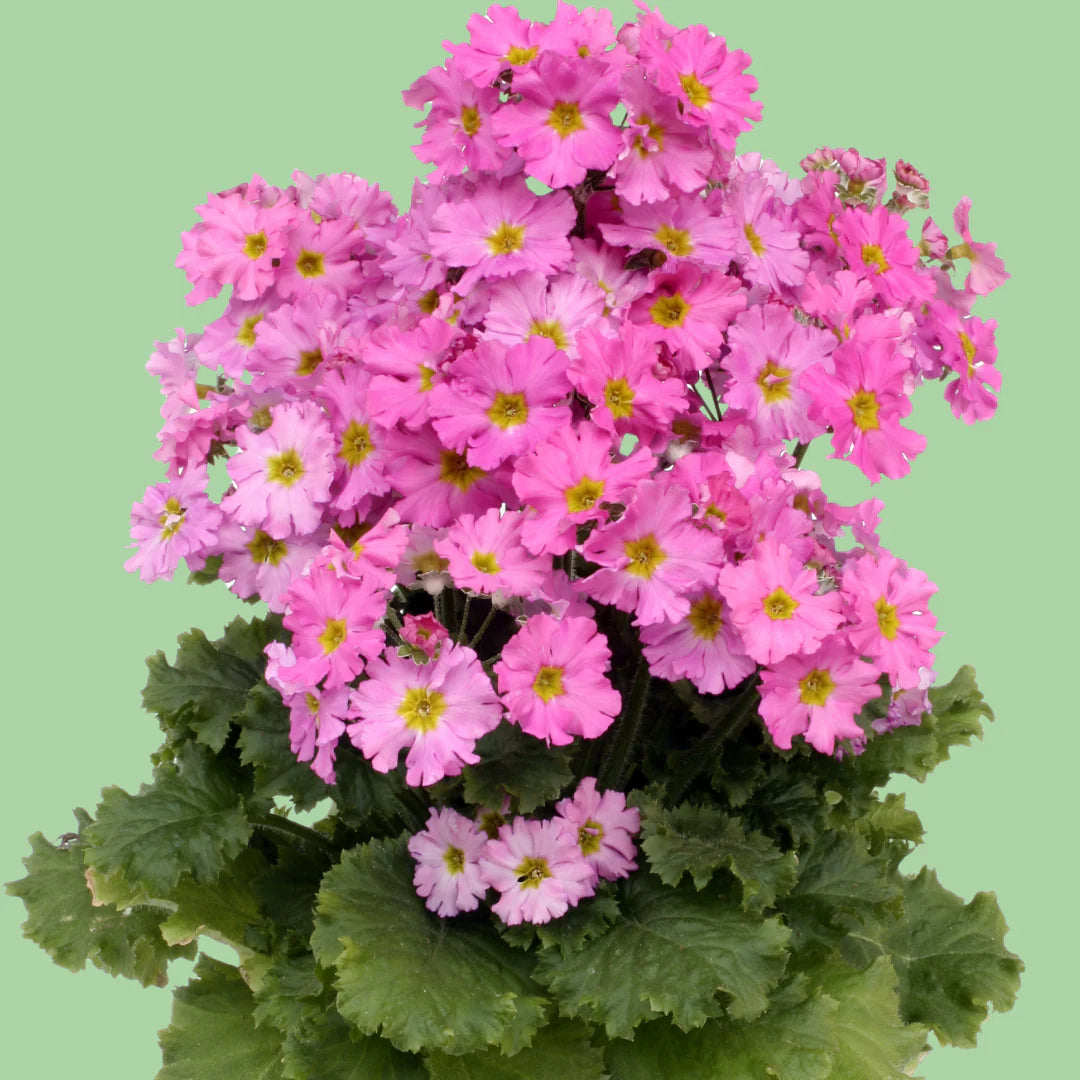Primula Flower seeds for Planting - Long Bloom Season, Heirloom & GMO Free Seeds for Home Garden
