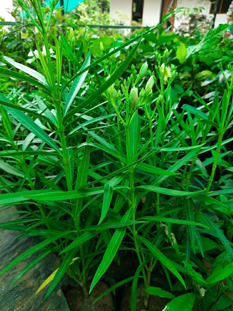Tarragon Flower seeds for Planting - Cottage Garden Essential, Heirloom & GMO Free Seeds for Home Garden