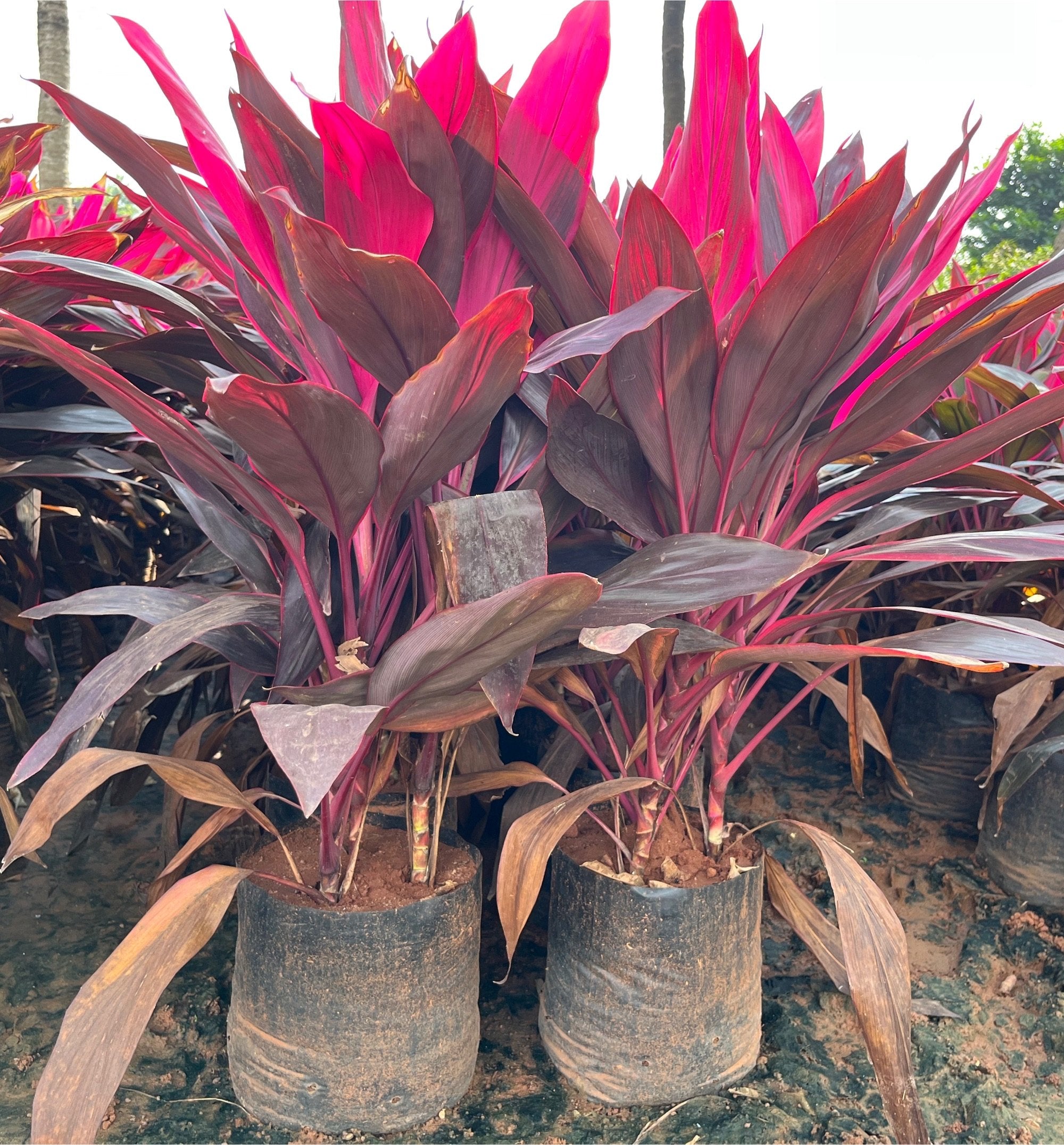 Cordyline Rubra Flower seeds for Planting - Wildflower Mix, Heirloom & GMO Free Seeds for Home Garden