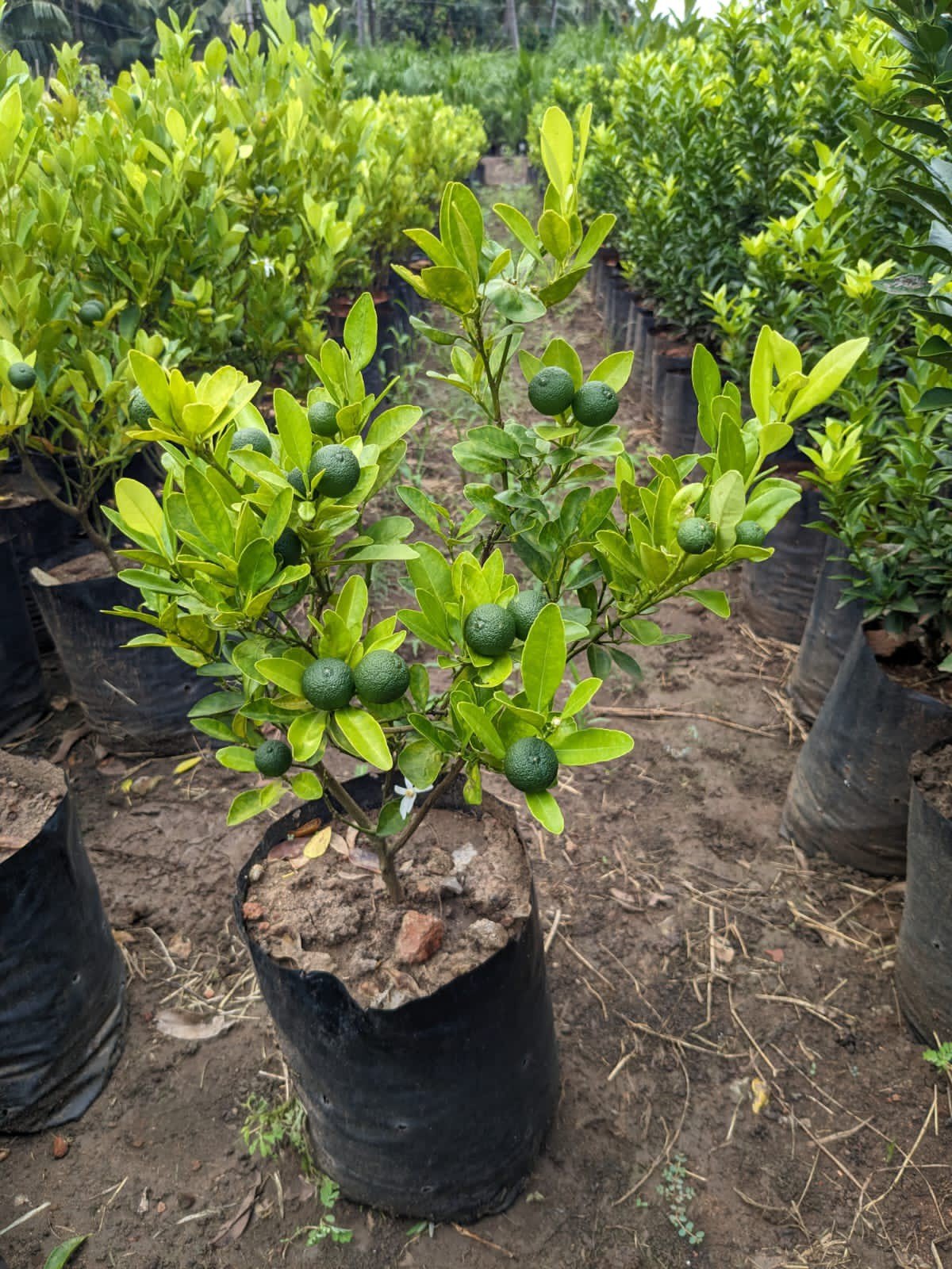 Palm Beach Medicinal Herbs Key Lime Tree Seeds (Citrus aurantifolia)Seeds