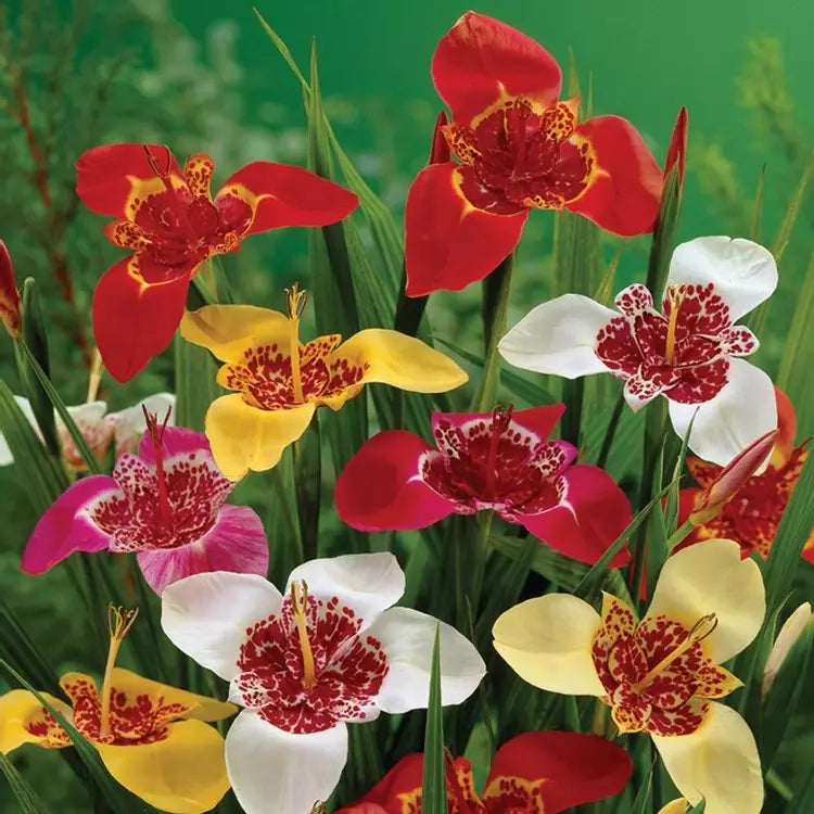 Red Tigridia Pavonia Flower seeds for Planting - Bright Blooms, Heirloom & GMO Free Seeds for Home Garden