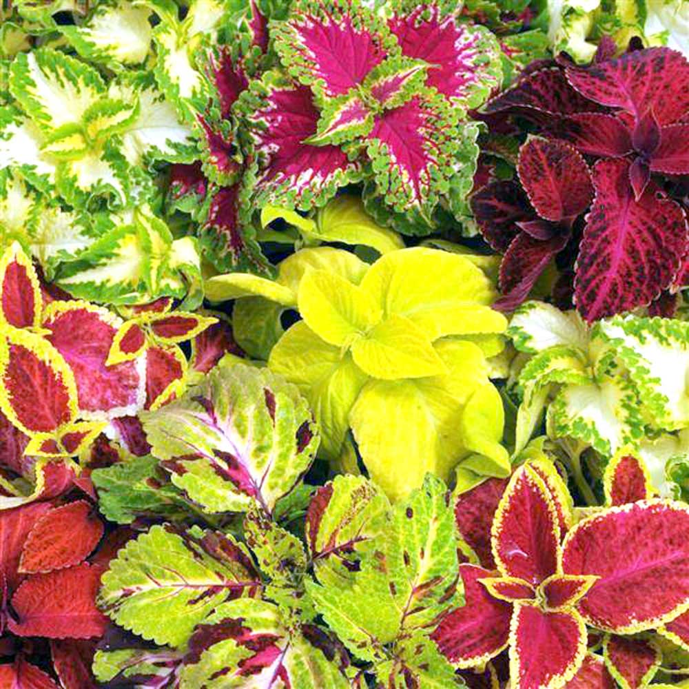 Green And Yellow Coleus Seeds For Planting Plant Seeds