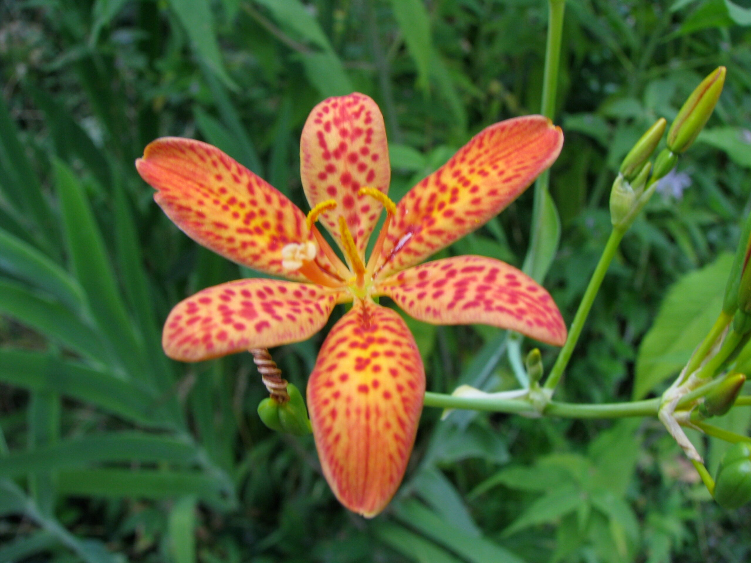 Red Leopard Flower Seeds for Planting - Brighten Your Garden Heirloom Non-GMO Seeds
