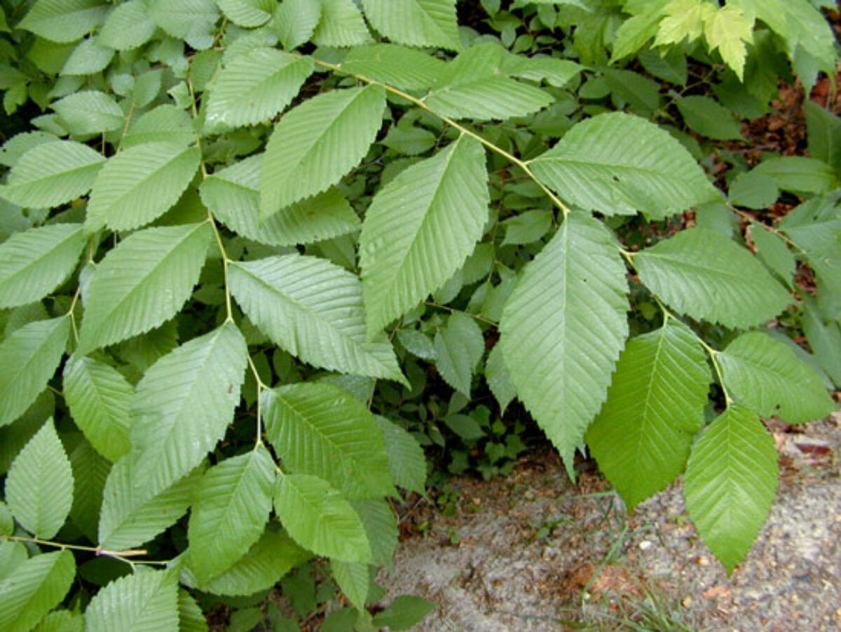 Slippery Elm Seeds for Planting: Nourish Your Garden with This Unique Tree