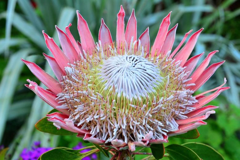 Pink White Protea Flower seeds for Planting - Wildflower Mix, Heirloom & GMO Free Seeds for Home Garden