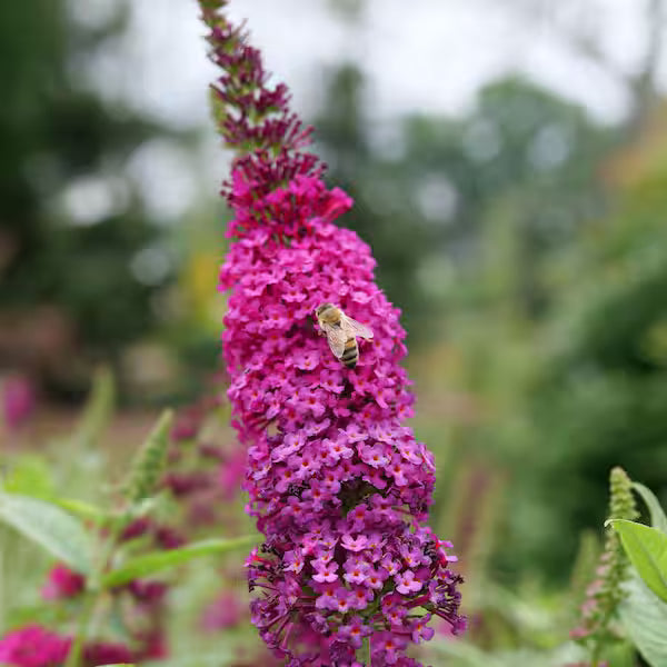 Pink Butterfly Bush Flower seeds for Planting - Low Maintenance, Heirloom & GMO Free Seeds for Home Garden