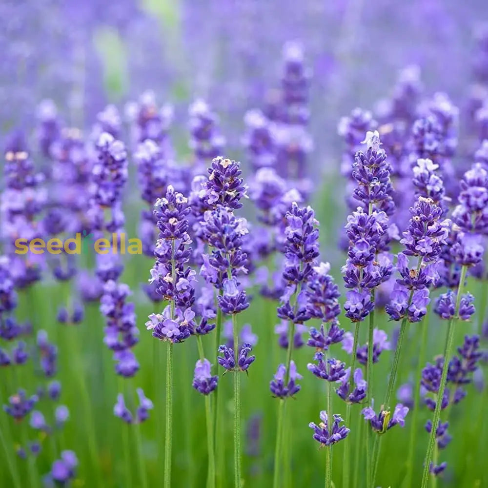 Provence Lavender Planting Seeds - Grow Elegant Perennial Flowers Flower