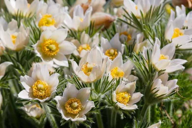 White Pasque Flower seeds for Planting - Long Bloom Season, Heirloom & GMO Free Seeds for Home Garden