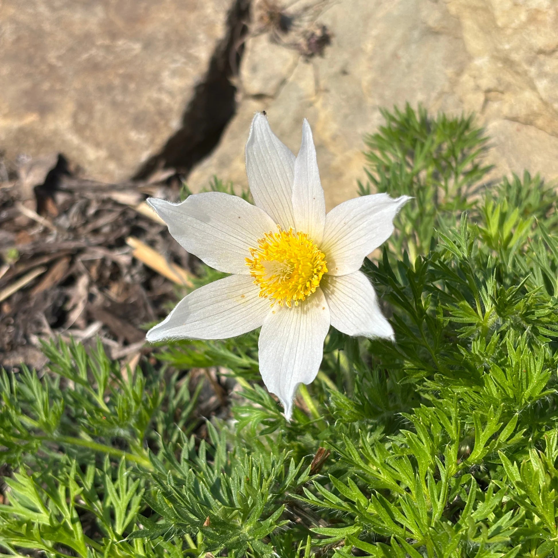 White Pasque Flower for Planting Seeds for Elegant White Blossoms and Lush Garden Growth Heirloom Non-GMO Seeds