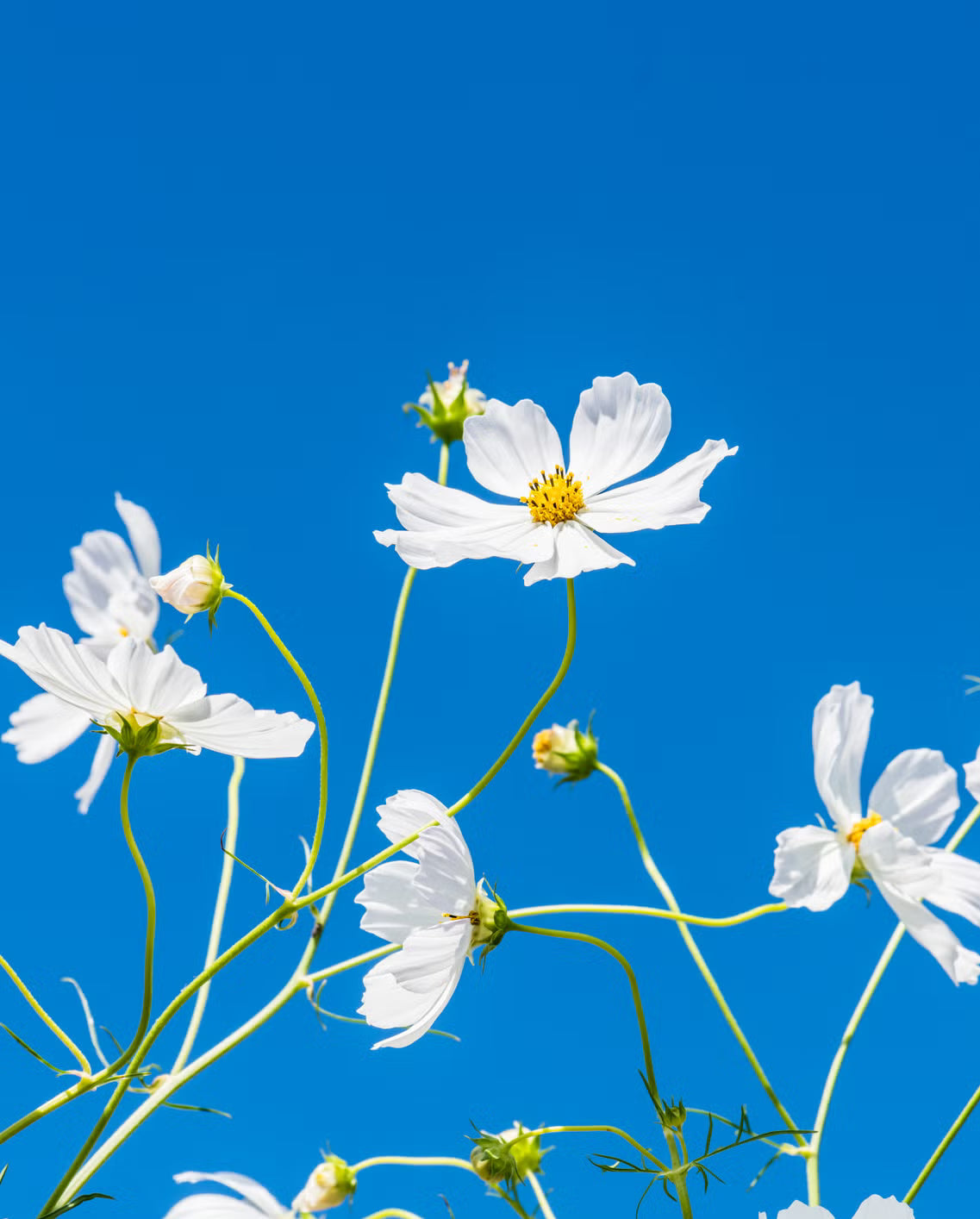 Pure white Narcissus blooms from high-quality seeds