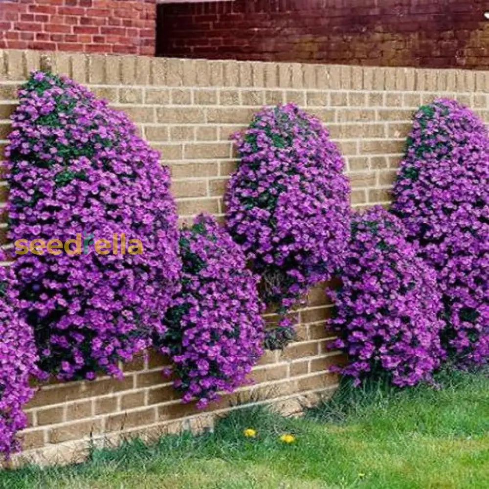 Purple Aubrieta Cascade Plant Seeds For Vibrant Gardening Seeds