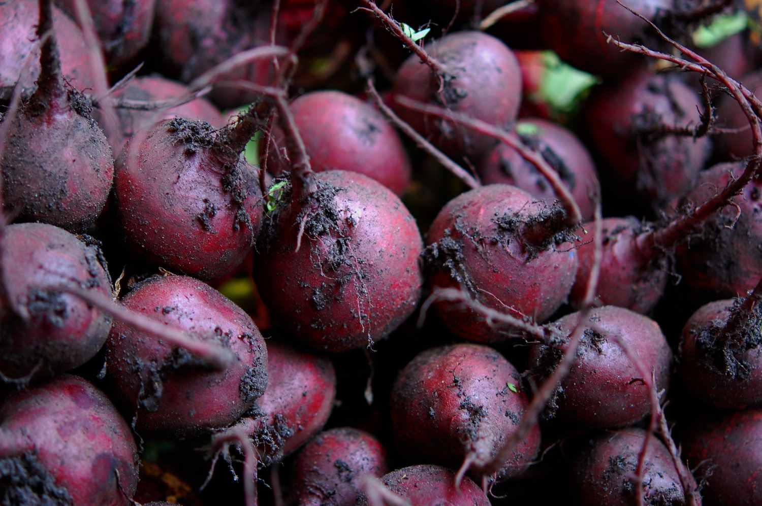 Purple Beet seeds for home garden planting, non-GMO