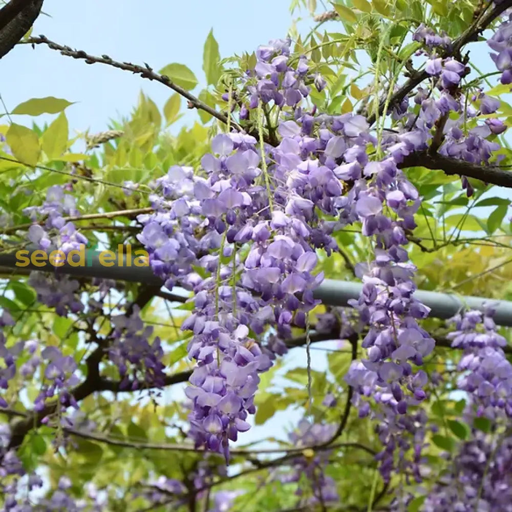 Purple Blue Wisteria Tree Seeds For Planting Stunning Garden Blooms Plant Seeds
