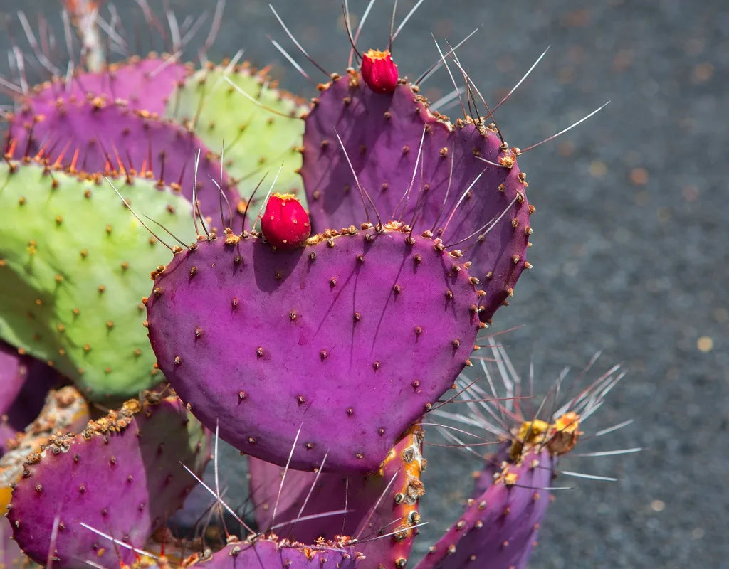 Purple Opuntia Seeds - Ideal for Desert Gardens and Easy Planting