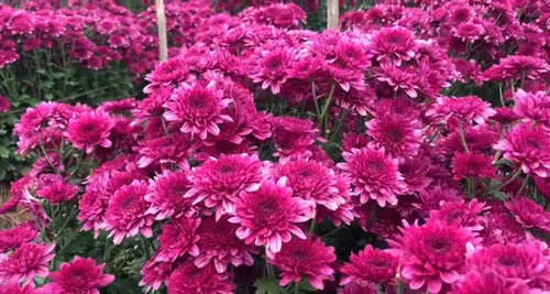 Deep Pink Chrysanthemum Flower seeds for Planting - Pollinator Friendly, Heirloom & GMO Free Seeds for Home Garden