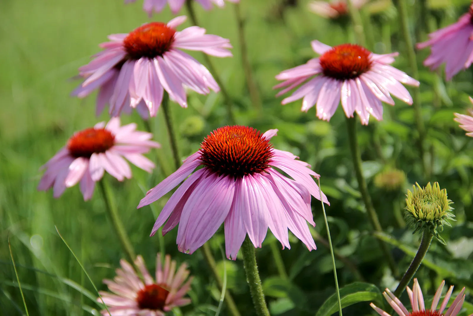 Cone Flower Echinacea purpurea Seeds for Planting in Wildflower Garden & Flower Bed