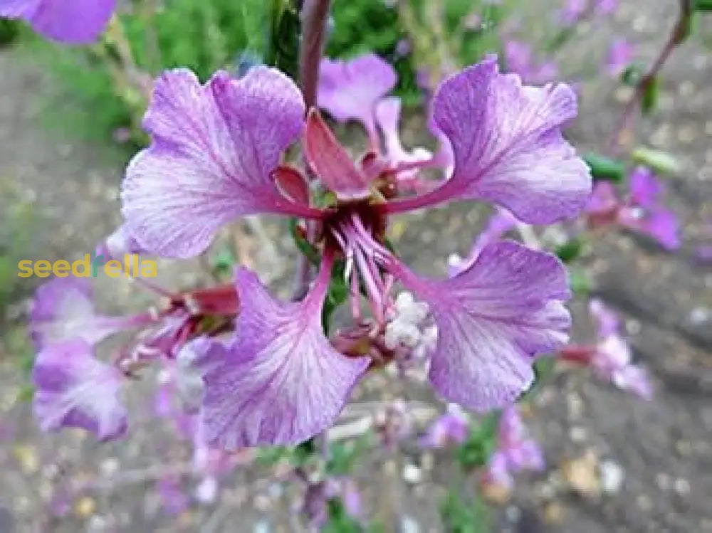 Purple Elegant Clarkia Seeds For Planting Vibrant Annual Flower Blooms