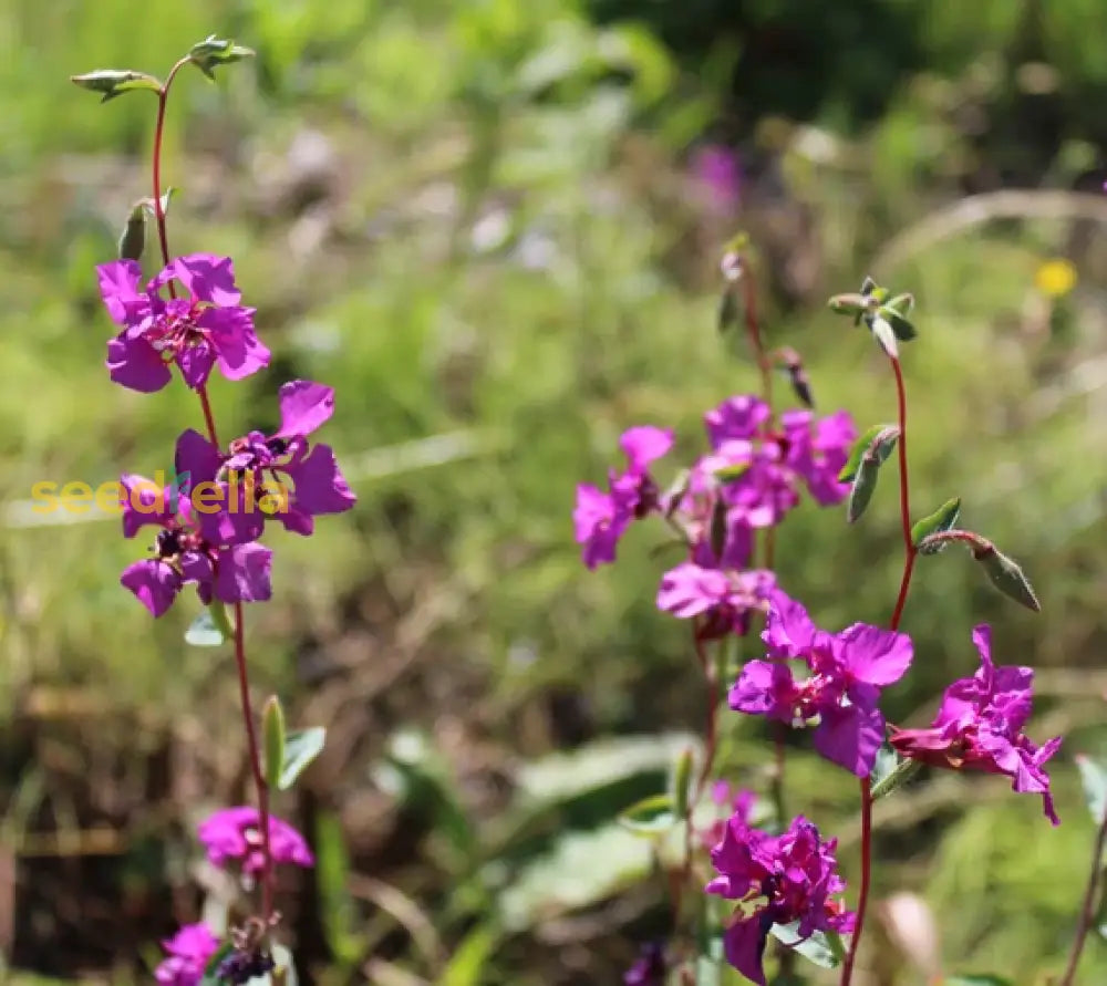 Purple Elegant Clarkia Seeds For Planting Vibrant Annual Flower Blooms