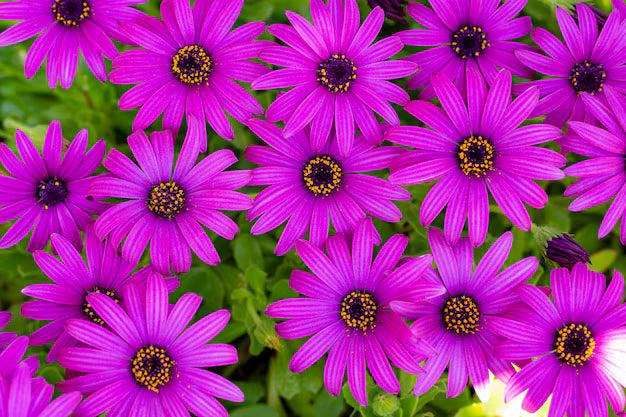 Violet Rigens Flower seeds for Planting - Wildflower Mix, Heirloom & GMO Free Seeds for Home Garden