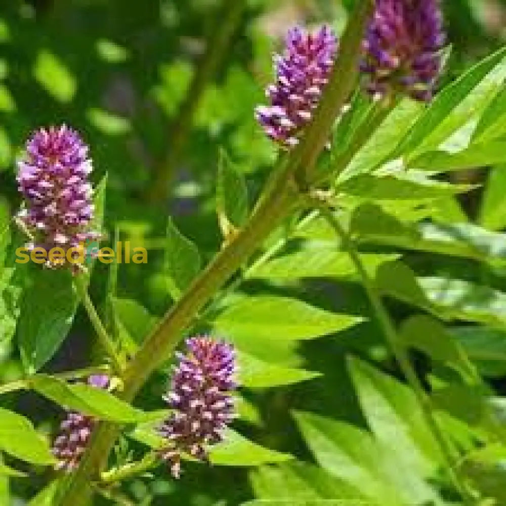 Purple Glycyrrhiza Glabra Seeds For Planting Spring/Fall Grow Plant Seeds